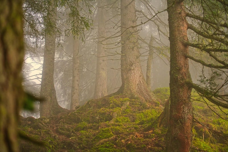 Rendlesham Forest